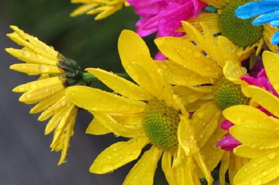 Gula blommor med vattendroppar