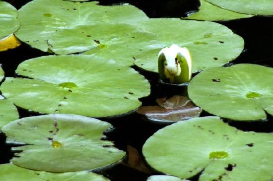 Водна лилия в езерце