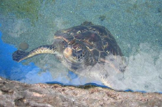Havssköldpadda i vattnet