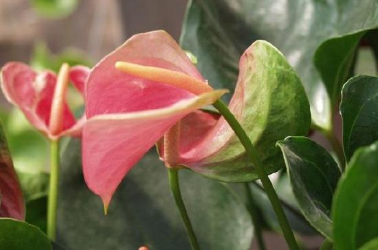 Flor Tropical