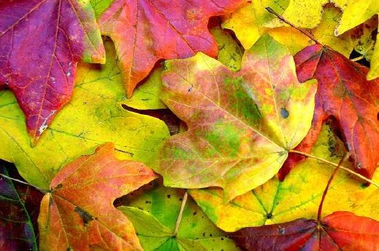 カラフルな紅葉
