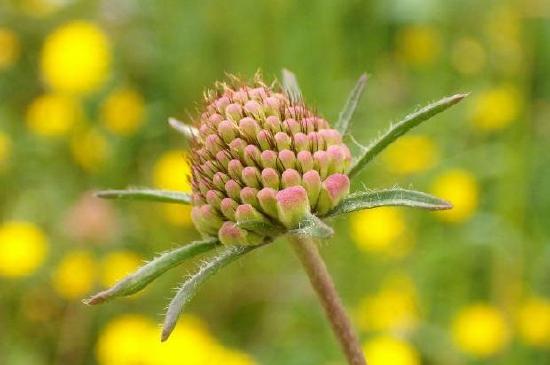 Wilde Blume