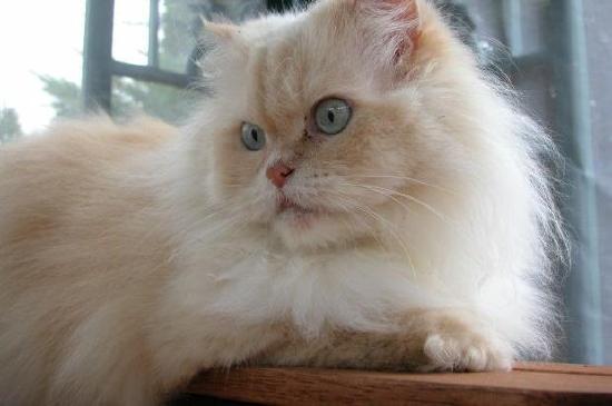 Persisk katt