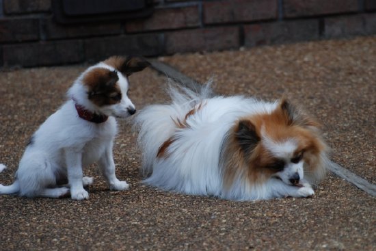Two Dogs