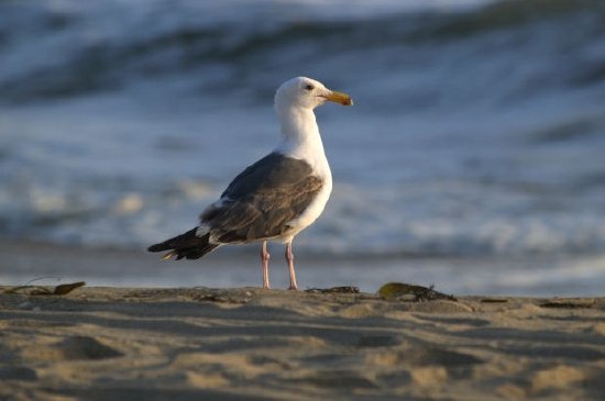 Um pássaro na praia