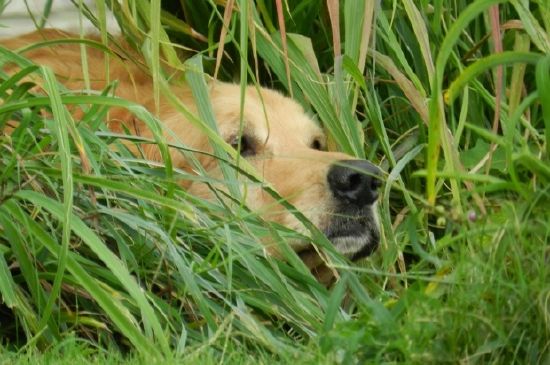 ゴールデンレトリバーの隠れ家
