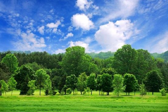 Green forest