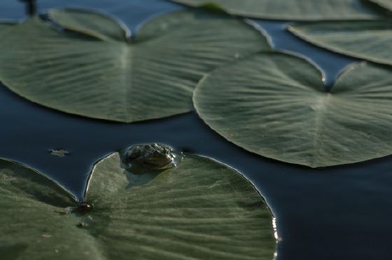 池のカエル