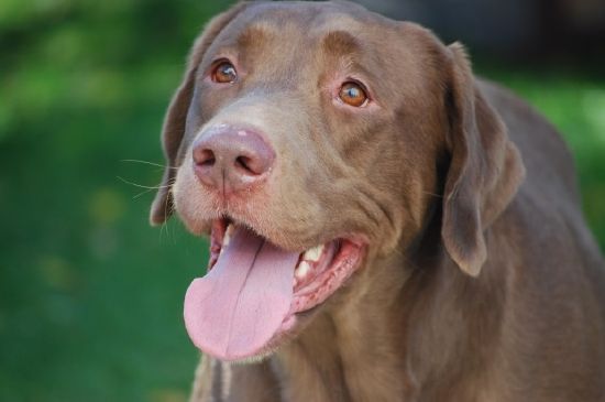 Brun hund