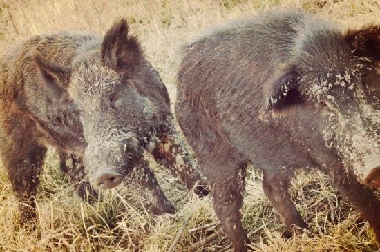 Boars