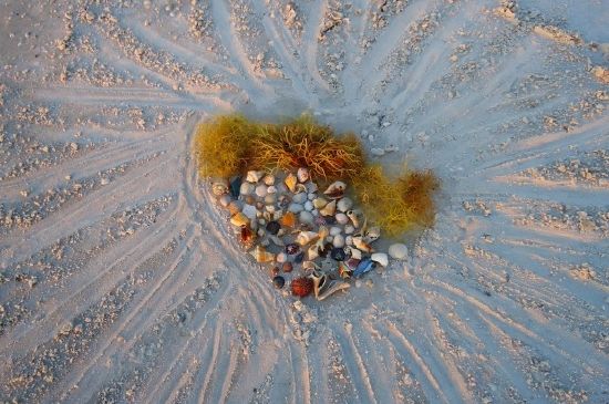 Conchas y algas