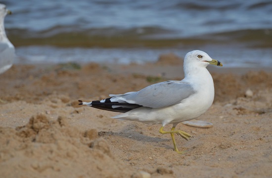 Mouette