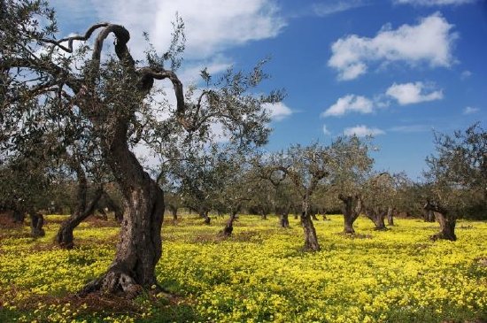 Alberi di ulivo