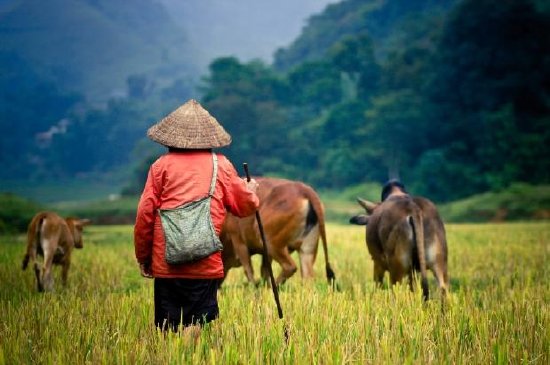 Owczarek bawołów na polu ryżowym