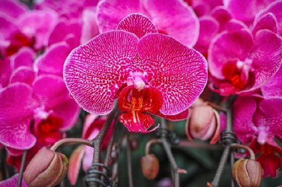 Blommande orkidéblommor