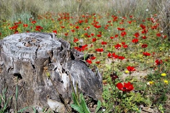 Stump and Flowers