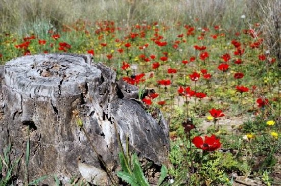 Tocón y flores