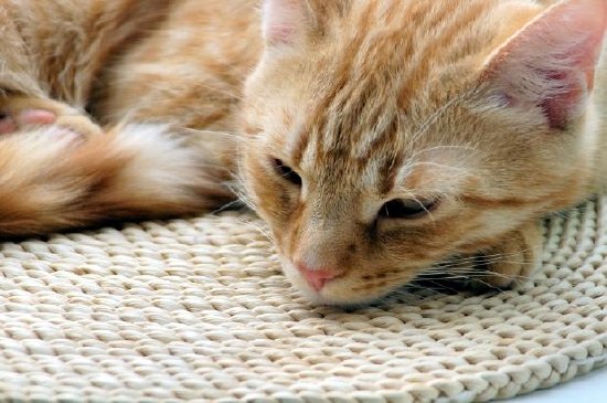 En katt som vilar på en matta