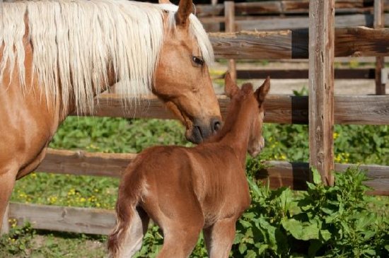 Cavallo con giovane puledro