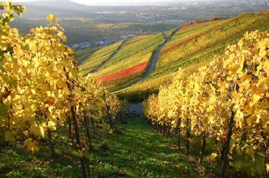 Vineyard in Autumn 