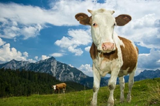 Vaca austríaca