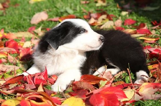 Border Collie Puppy couché dans les feuilles rouges