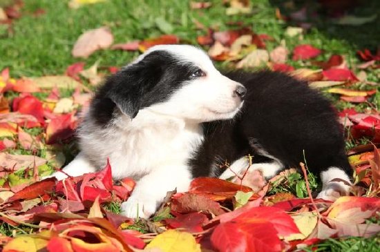 Border Collie Welpe, der in den roten Blättern liegt