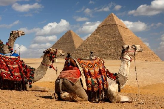 Pyramides et chameaux