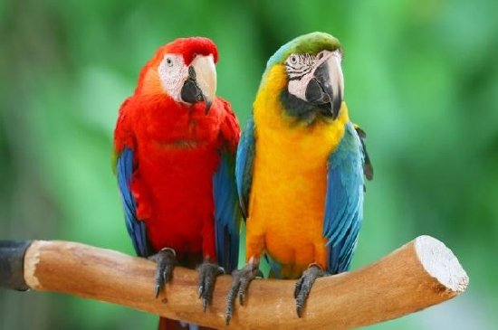 Двойка красиви ара