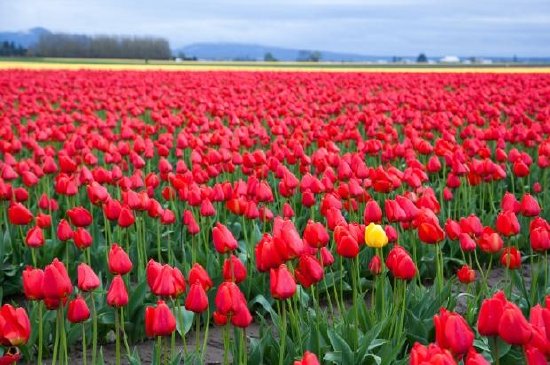 Campo de tulipanes rojos