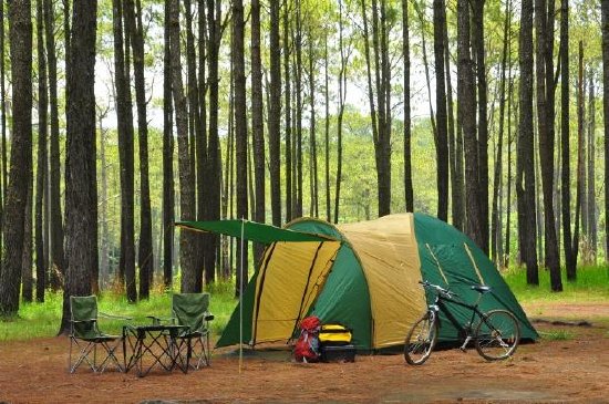 Camping en forêt de pins