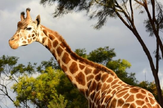 Giraffa nel tardo pomeriggio di sole