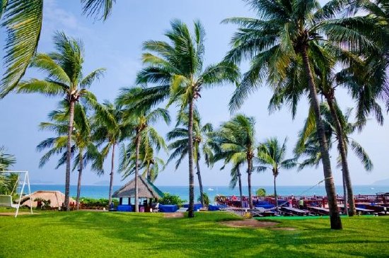 Coconut Trees and Lawn 