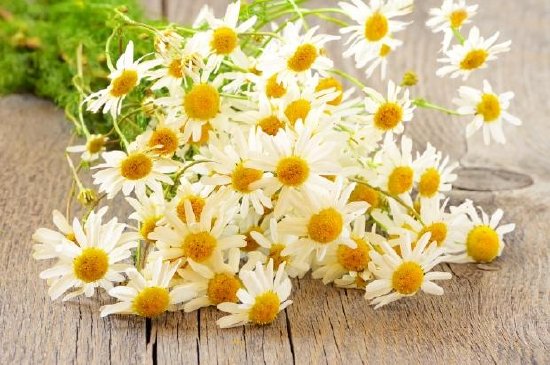 Kamille Blumen