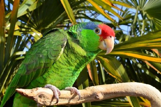 Amazona coronada roja