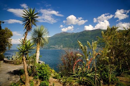 Palm Trees and Mountains