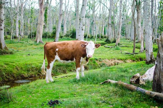 Vache à la forêt