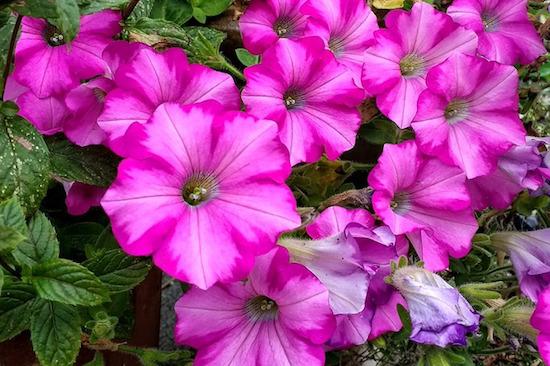 Flower Garden