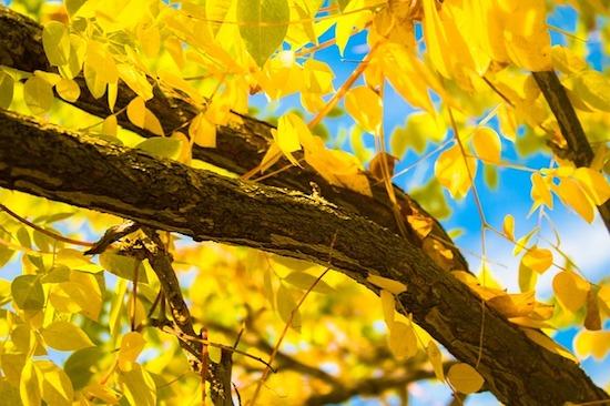 Feuilles d'automne jaunes