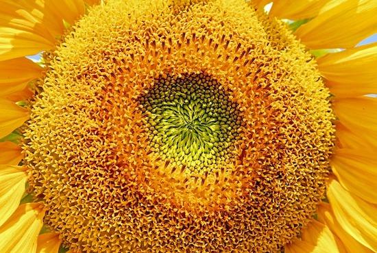 Sonnenblumen-Nahaufnahme