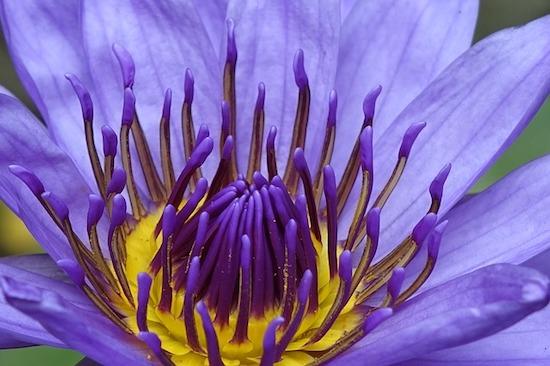 Purple Lotus