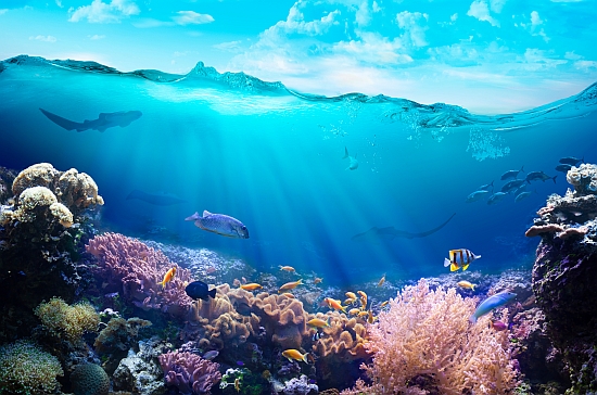 Underwater view of the coral reef