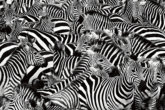Rebanho de zebras embalado bem