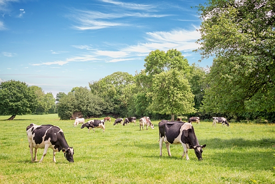 Нормански крави, пасящи на тревисто зелено поле с тре