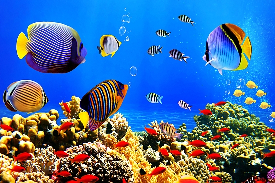 färgstarka fiskar under vattnet