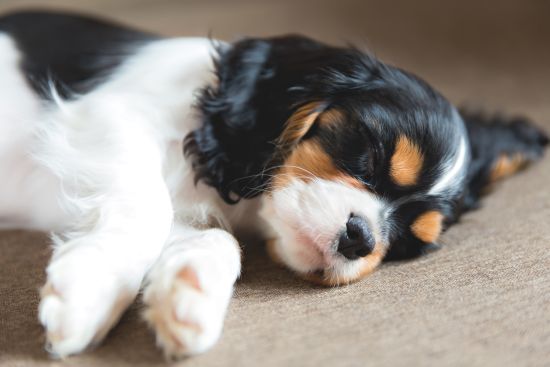 Сладко кученце от кавалер шпаньол спи на диван