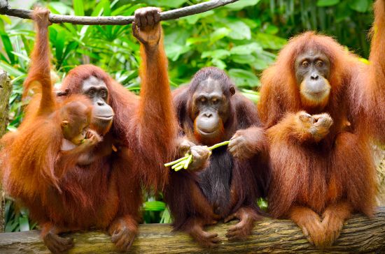 Närbild av orangutanger