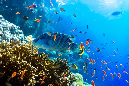 Vue sur les poissons coralliens sous-marins