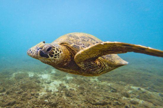 Hawaii grön havssköldpadda