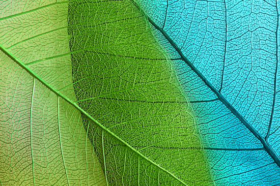 Macro leaves texture